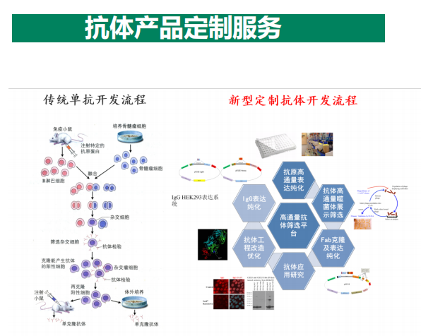 表觀遺傳學抗體系列